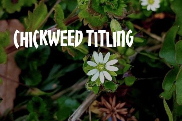 Chickweed Titling: Crafting Casual, Space-Saving Headlines